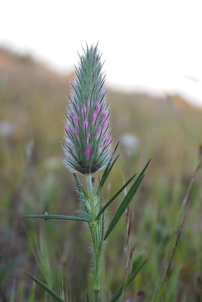 Trifolium angustifolium, Trevo-massaroco, Fabaceae, Penedos