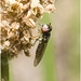 IMG 0667 Hoverfly