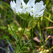 20230609 0836CPw [D~LIP] Strahlen-Breitsame (Orlaya grandiflora), Bad Salzuflen