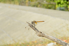 Violet Dropwing f (Trithemis annulata) 19-09-2012 09-30-37