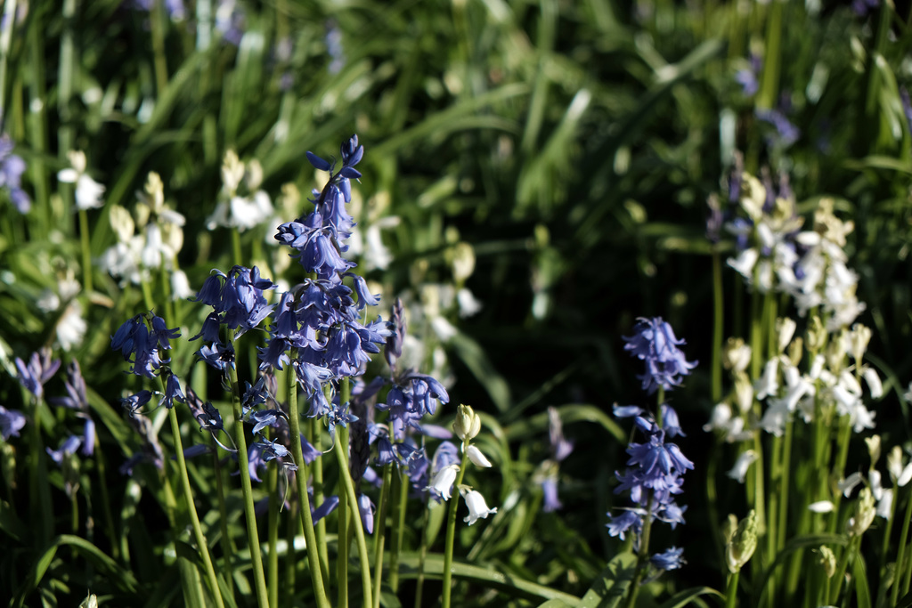 Bluebells 2