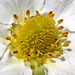 Strawberry Blossom Macro