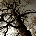 Knorrige alte Eiche - Old gnarled oak