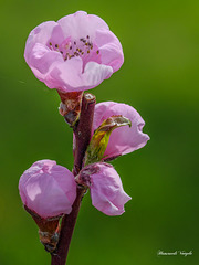 Nektarinen Blüten