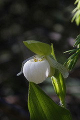 Sparrow's-egg Lady's Slipper