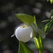 Sparrow's-egg Lady's Slipper