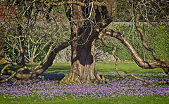 Crocus and Snowdrops