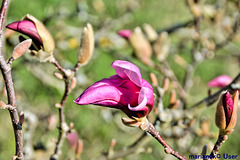 Magnolia