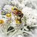 hoverfly