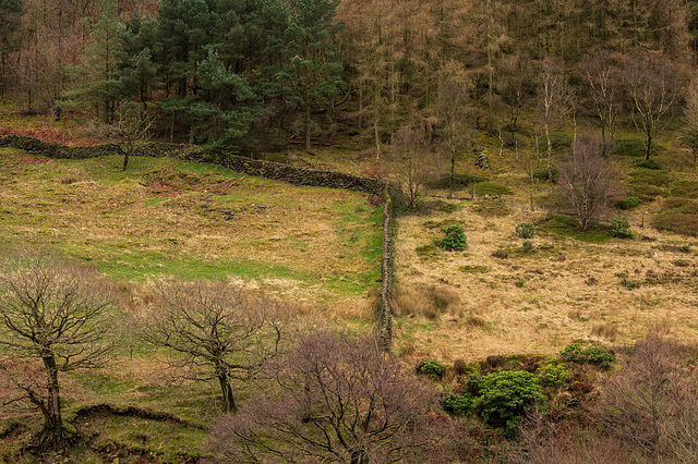 Shire Hill trees - Early Spring low light