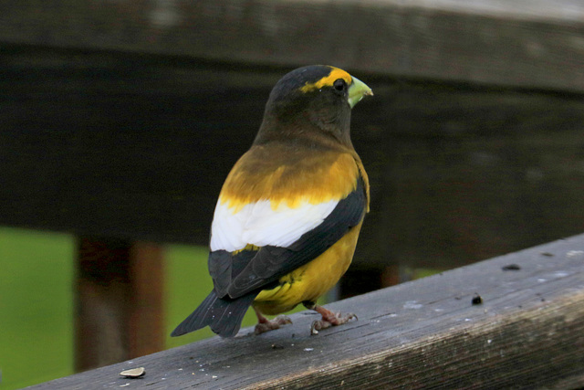 Evening Grosbeak