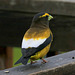 Evening Grosbeak