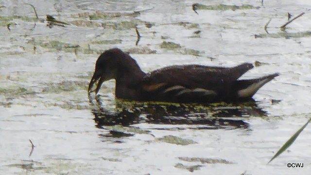 Finally, a solution to the duckweed invasion: The Moorhens are feasting on it!