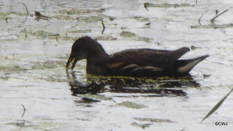 Finally, a solution to the duckweed invasion: The Moorhens are feasting on it!