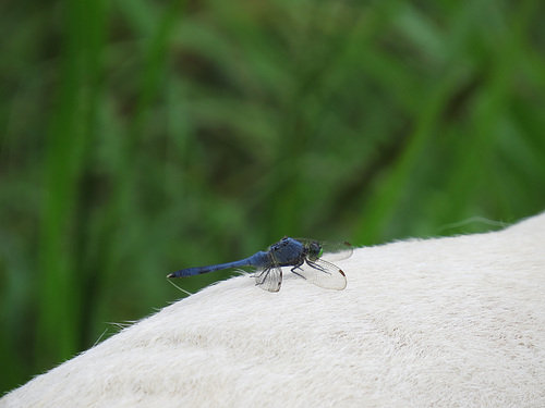 Eastern pondhawk