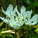 20230609 0837CPw [D~LIP] Strahlen-Breitsame (Orlaya grandiflora), Bad Salzuflen