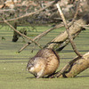 Muskrat