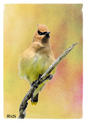 Cedar Waxwing.