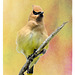 Cedar Waxwing.