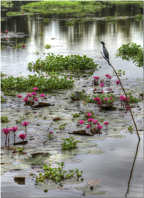 On the Backwaters of Kerala