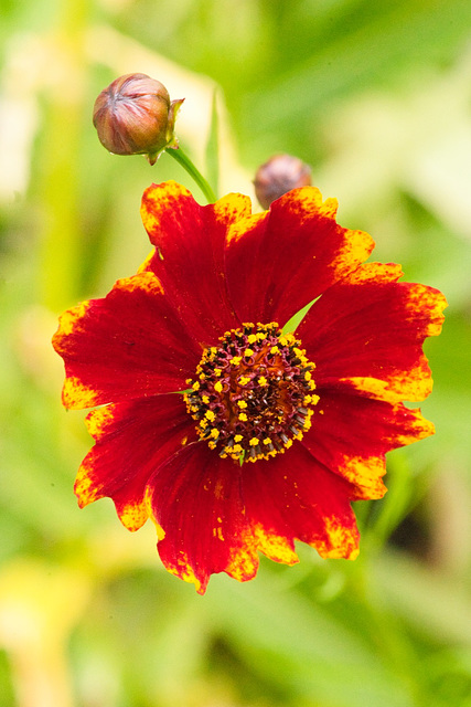 bloom and buds