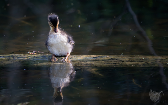 Duckling