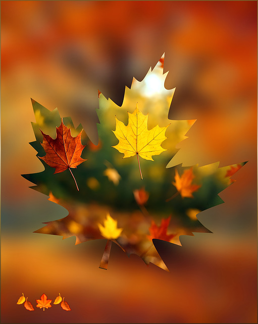 falling leaves ❤