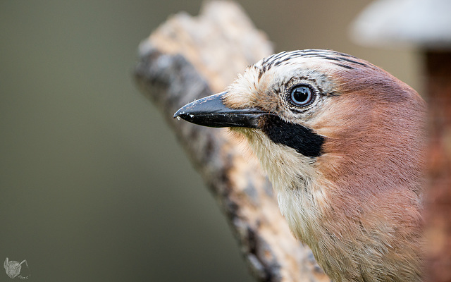 Jay