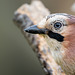Jay