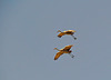 Sandhill Cranes Flying
