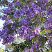 Spring Jacaranda