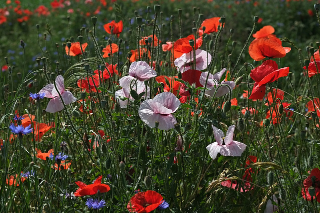 Feldmohn