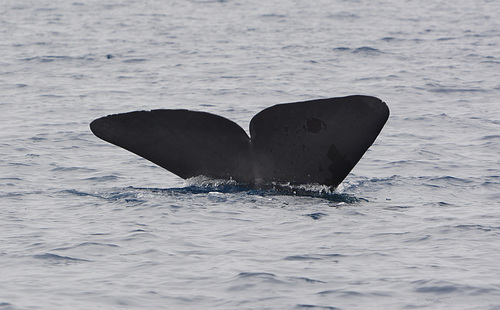 Azores, The Island of Pico, The Tail of Sperm Whale