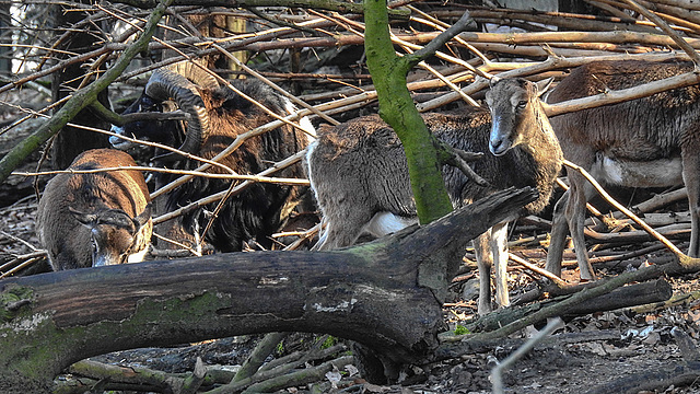 20190216 4422CPw [D~BI] Mufflon, Tierpark Olderdissen, Bielefeld