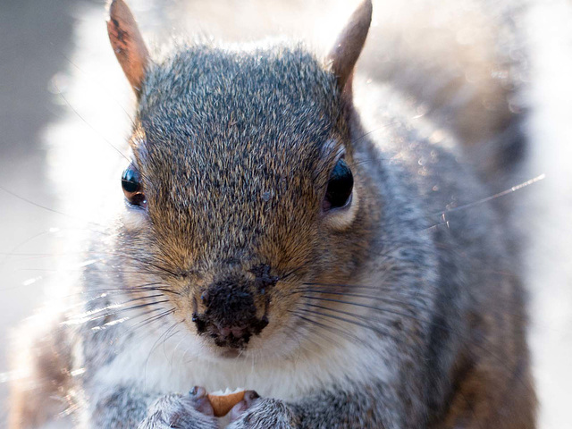 Squirrel close up (2)