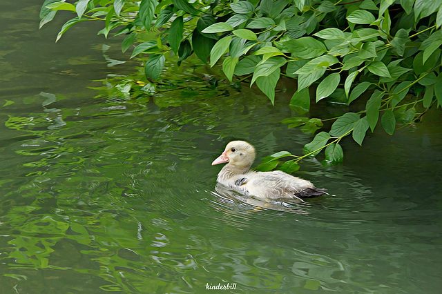 Juvenile Muscovy Duck   /   July 2018