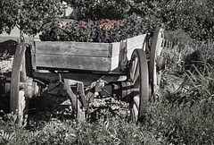 wagon in garden B&W