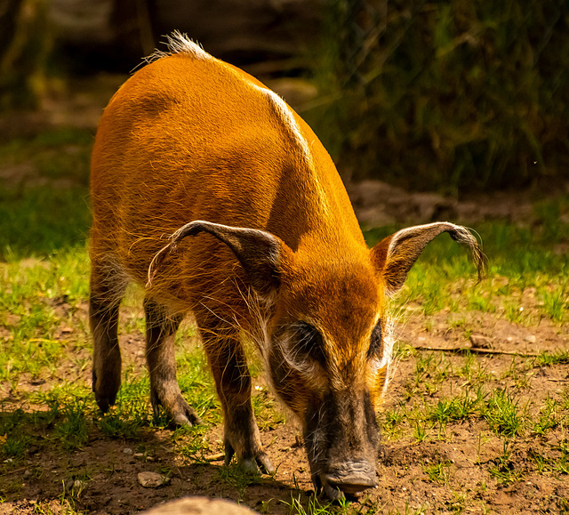 Red river hog