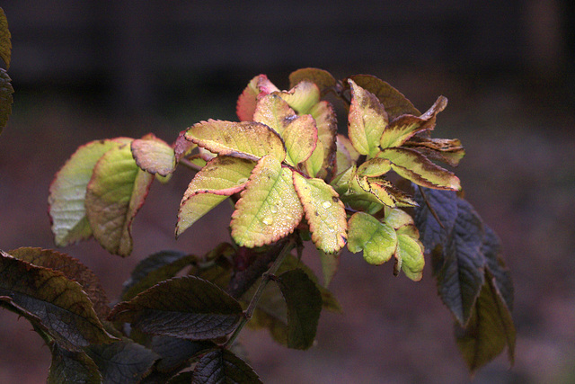 Autumn Rose Leaves