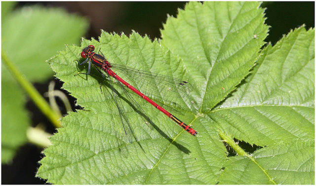 EF7A8973 Damselfly