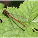 EF7A8973 Damselfly