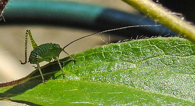 20230609 0840CPw [D~LIP] Punktierte Zartschrecke (Leptophyes punctatissima), Bad Salzuflen
