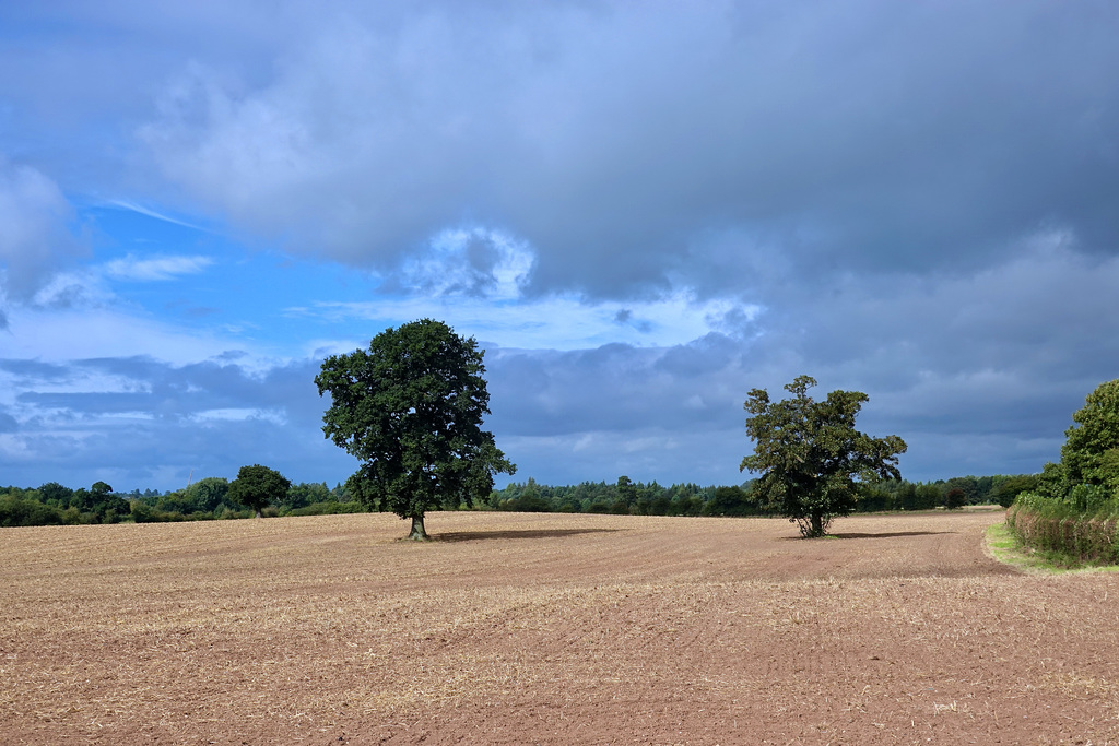 Late summer fields