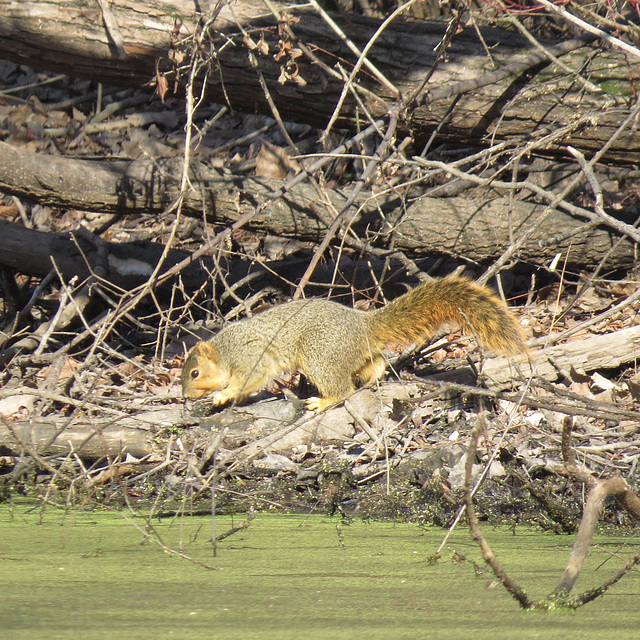 Fox squirrel