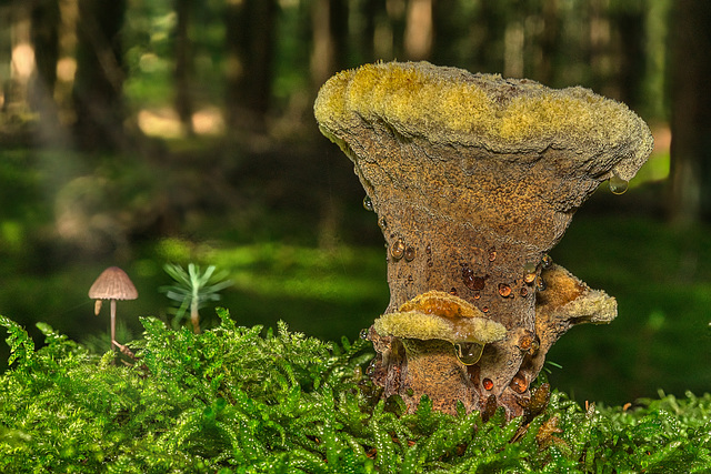 Tropfender Pilz im Moos