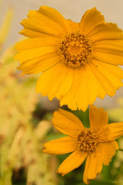 yellow fellows