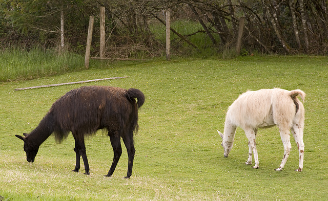 Gaiya and Klahowya