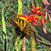 Two-Tailed Swallowtail & Red Mexican Bird Of Paradise