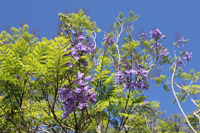 Spring Jacaranda