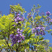 Spring Jacaranda